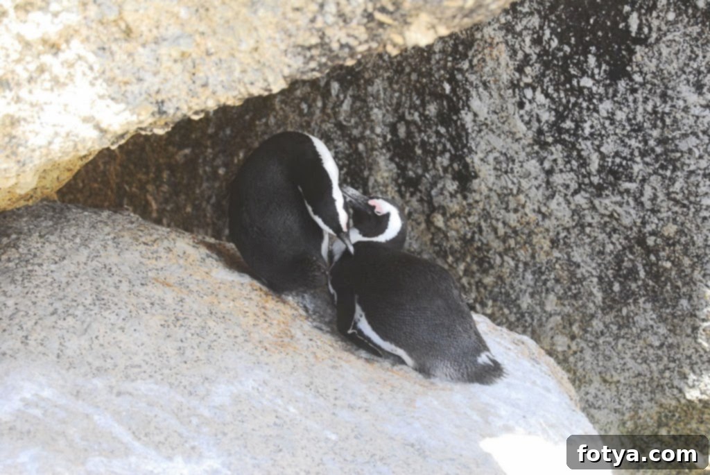 Παραλία Ογκολίθων: Οι Πιγκουίνοι! 8 Παραλία Boulders: Το ταξίδι μας στην παραλία Boulders, σπίτι μιας αποικίας αφρικανικών πιγκουίνων, έξω από το Κέιπ Τάουν, Νότια Αφρική.