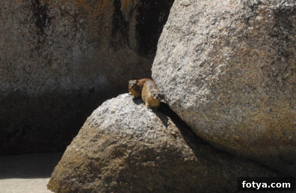 Παραλία Ογκολίθων: Οι Πιγκουίνοι! 9 Παραλία Boulders: Το ταξίδι μας στην παραλία Boulders, σπίτι μιας αποικίας αφρικανικών πιγκουίνων, έξω από το Κέιπ Τάουν, Νότια Αφρική.