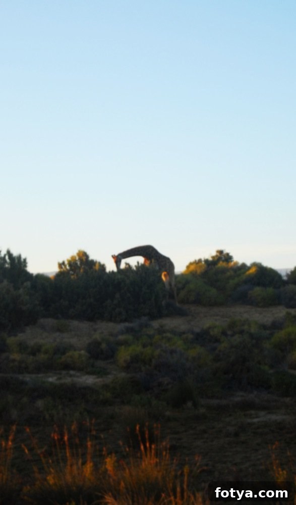 Κυριακάτικο Νοτιοαφρικανικό Σαφάρι 19 img 40 18