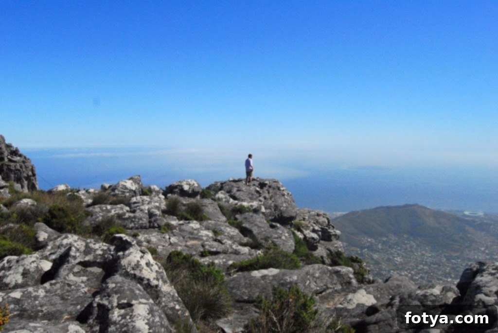 Επάνω στο Τραπεζοβούνι 7 Λεπτομερής φωτογραφία μιας πολύχρωμης σαύρας στην κορυφή του Επιτραπέζιου Όρους, κρυμμένη ανάμεσα στα βράχια