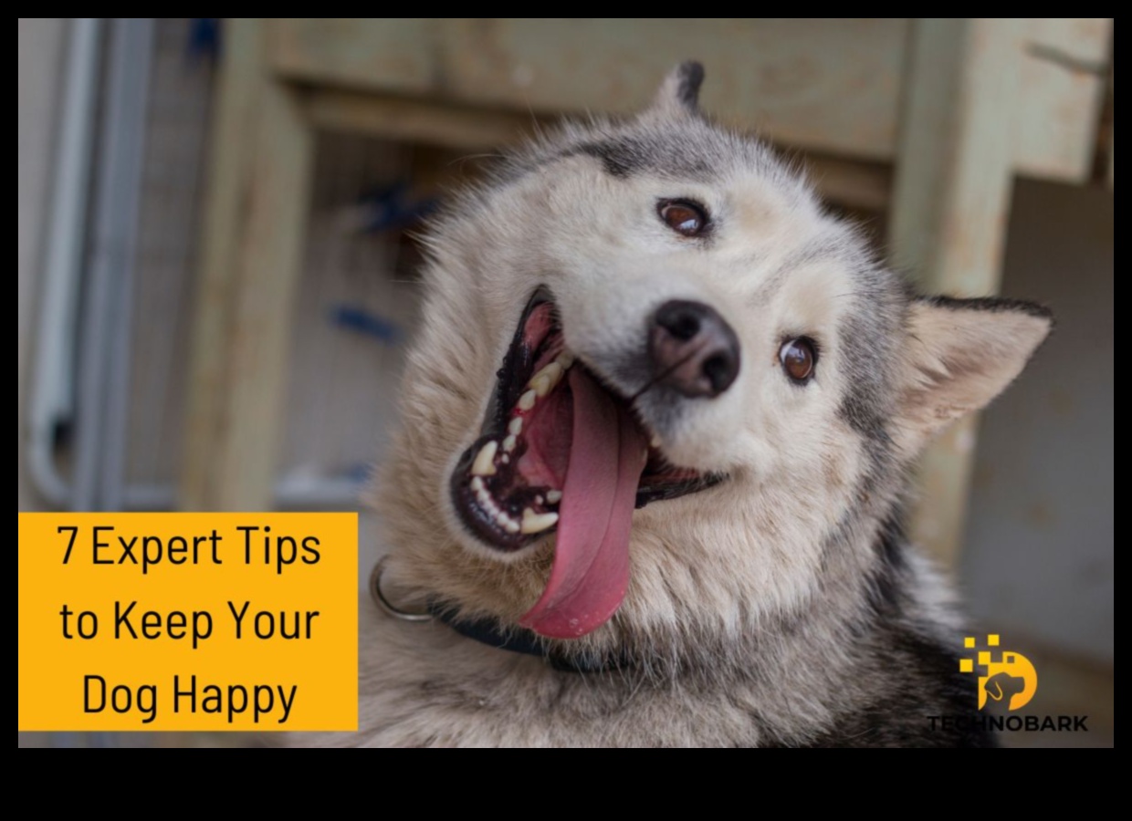 Παιχνιδιάρικα και παιχνιδιάρικες δραστηριότητες για κατοικίδια για χαρούμενες ουρές 2 Pawsitively Playful: Ενδιαφέρουσες δραστηριότητες για κατοικίδια για χαρούμενες ουρές