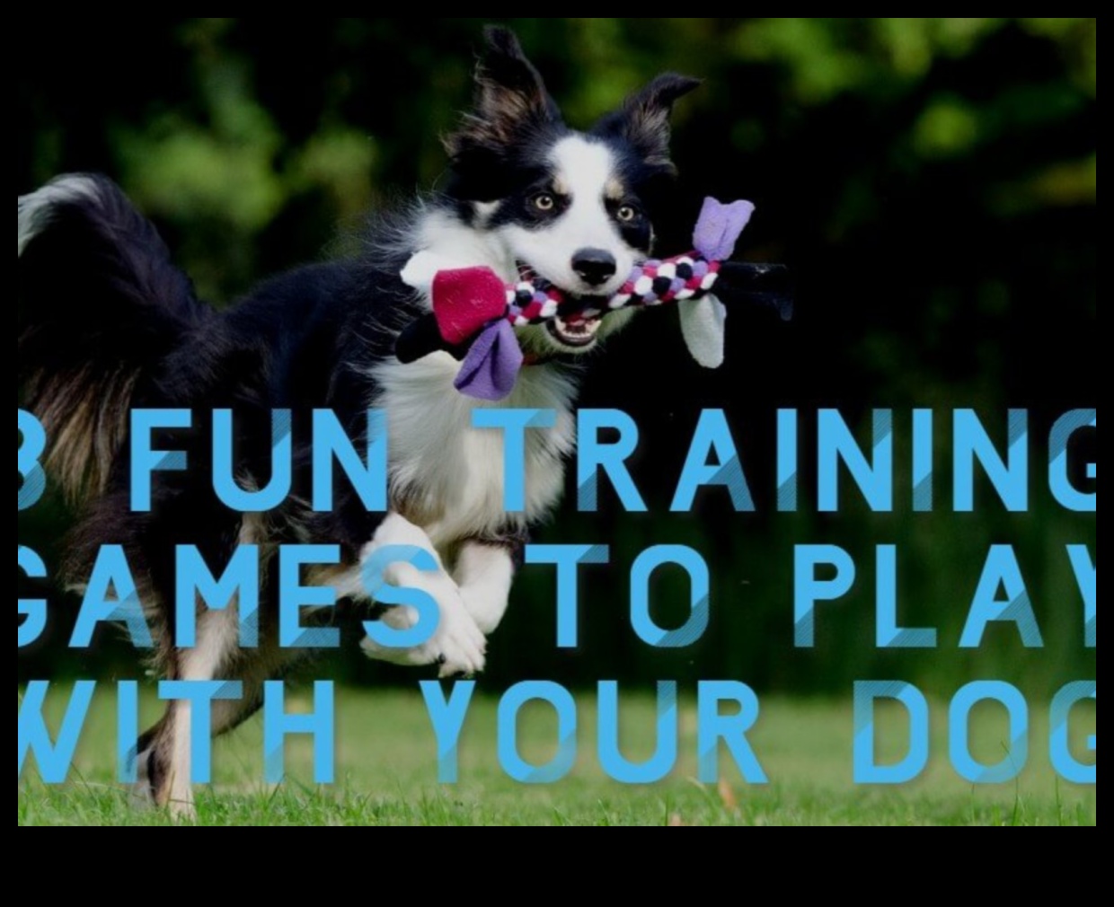 Πάρτε Διασκεδαστικά Δημιουργικά και Διασκεδαστικά Παιχνίδια για τον Σκύλο σας 3 Fetch Fun: Δημιουργικά και Διασκεδαστικά Παιχνίδια για τον Σκύλο σας