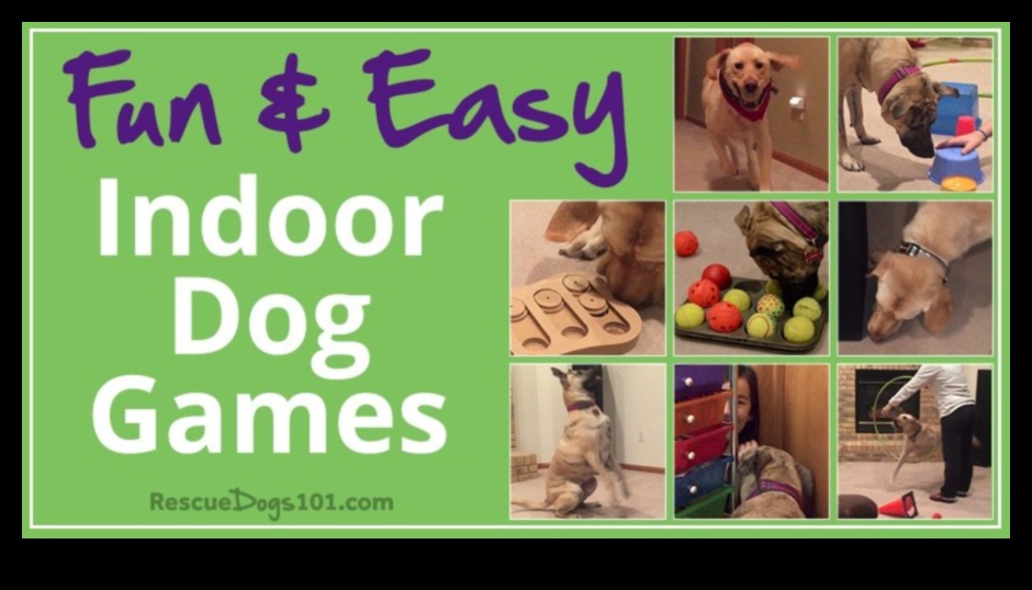 Πάρτε Διασκεδαστικά Δημιουργικά και Διασκεδαστικά Παιχνίδια για τον Σκύλο σας 4 Fetch Fun: Δημιουργικά και Διασκεδαστικά Παιχνίδια για τον Σκύλο σας