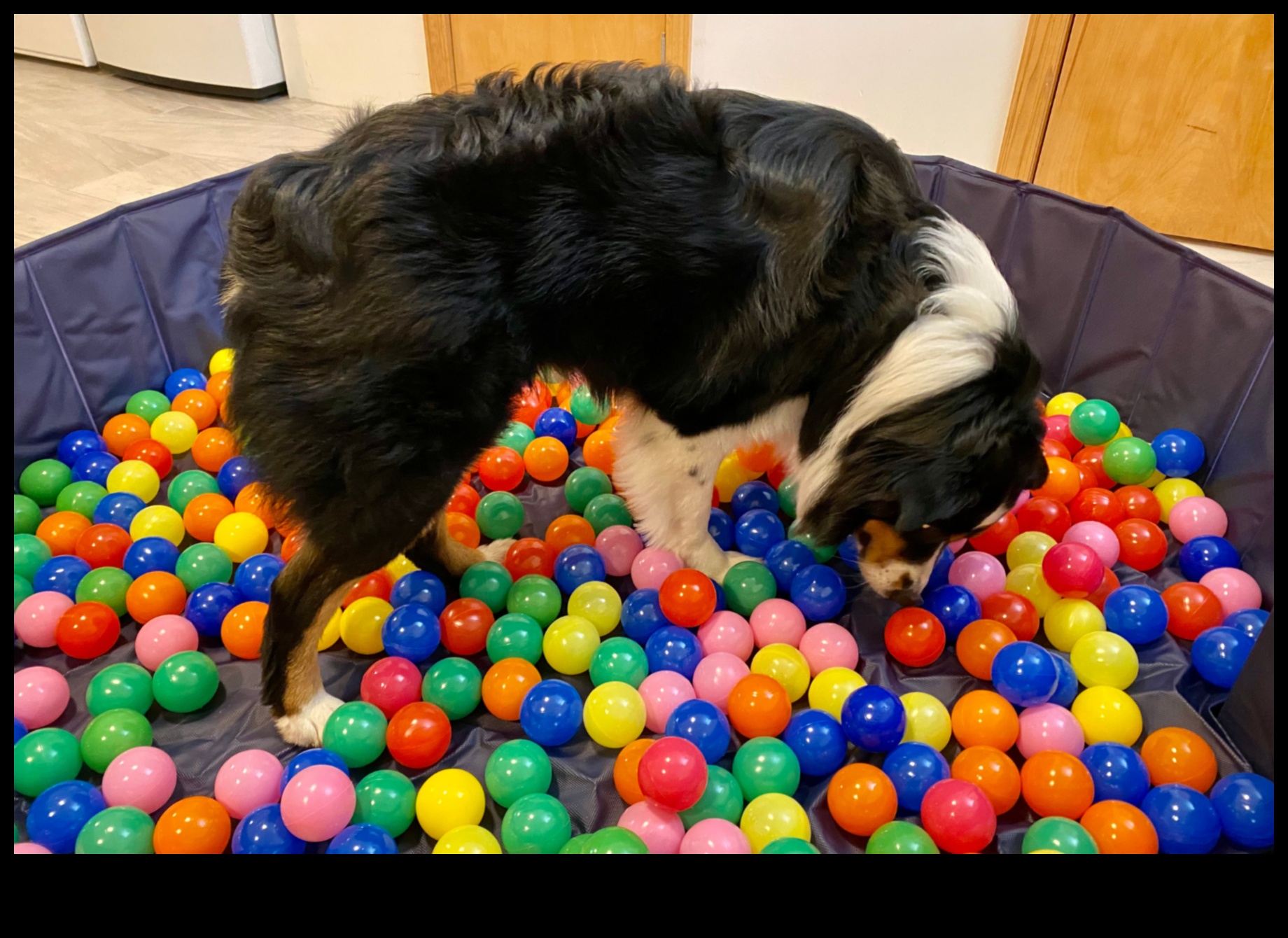 Πάρτε Διασκεδαστικά Δημιουργικά και Διασκεδαστικά Παιχνίδια για τον Σκύλο σας 5 Fetch Fun: Δημιουργικά και Διασκεδαστικά Παιχνίδια για τον Σκύλο σας