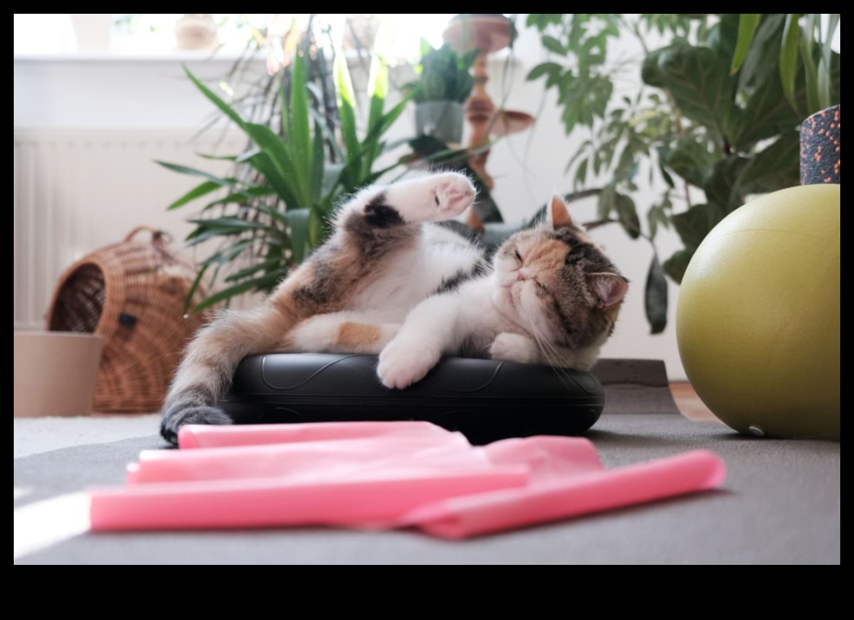 Feline Fitness Ενσωμάτωση της άσκησης στη ρουτίνα της γάτας σας 2 Feline Fitness: Ενσωμάτωση της άσκησης στη ρουτίνα της γάτας σας