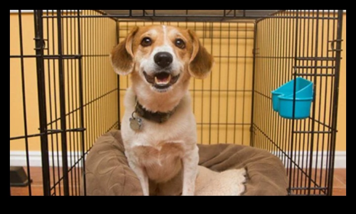 Puppy Parenting Ανατρέφοντας έναν καλοσυντηρημένο σκύλο σύντροφο 4 Puppy Parenting: Μεγαλώνοντας έναν καλοπροαίρετο σκύλο σύντροφο