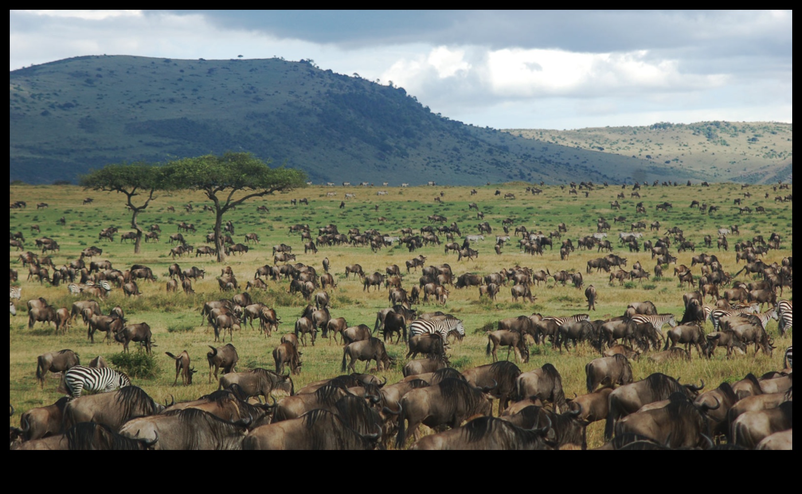 Η Μεγάλη Μετανάστευση Ένα Φυσικό Θαύμα 2 Πώς επηρεάζουν τα τοπία τα πρότυπα μετανάστευσης των ζώων;