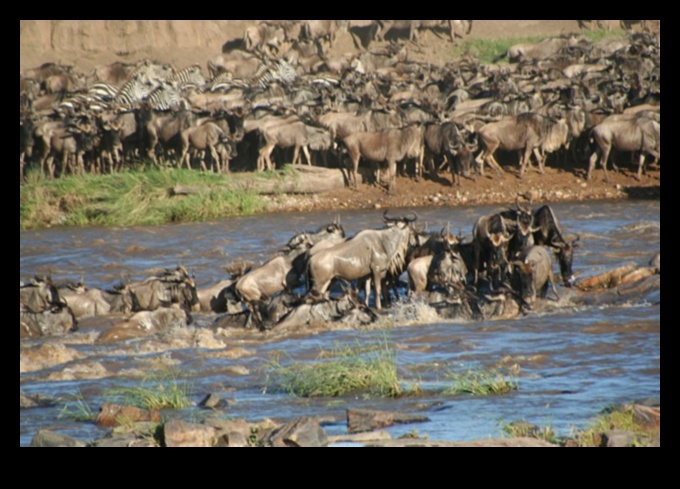 Η Μεγάλη Μετανάστευση Ένα Φυσικό Θαύμα 3 Πώς επηρεάζουν τα τοπία τα πρότυπα μετανάστευσης των ζώων;