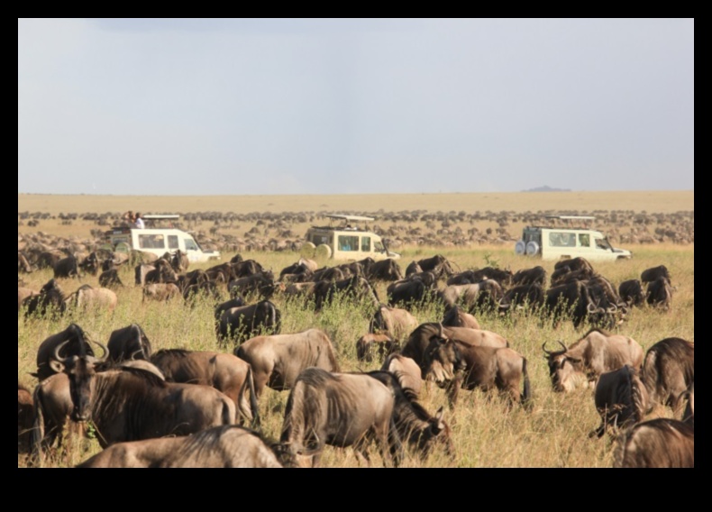 Η Μεγάλη Μετανάστευση Ένα Φυσικό Θαύμα 5 Πώς επηρεάζουν τα τοπία τα πρότυπα μετανάστευσης των ζώων;