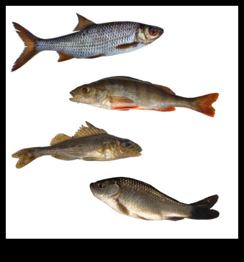 Η Fishy Cuisine συνέχισε την εξερεύνηση των παγκόσμιων θαλασσινών λιχουδιών 2 Fishy Cuisine Continue: Εξερευνώντας παγκόσμιες λιχουδιές με θαλασσινά