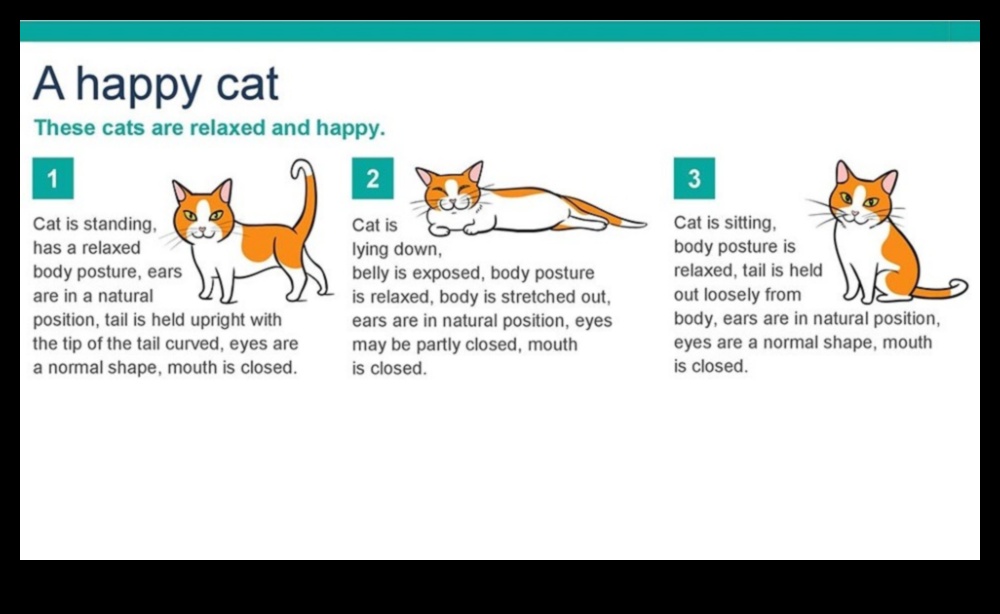 Cat-astrophic Cuties Κατανόηση και Αντιμετώπιση της Συμπεριφοράς της Γάτας 4 Cat-astrophic Cuties: Understanding and Addressing Cat Behavior