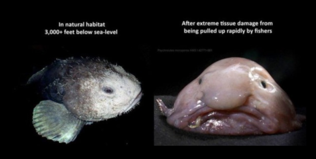 Κάτω από τα κύματα Πώς τα ψάρια προσαρμόζονται σε διαφορετικά βάθη ωκεανών 2 Κάτω από τα κύματα: Πώς τα ψάρια προσαρμόζονται σε διαφορετικά βάθη ωκεανών