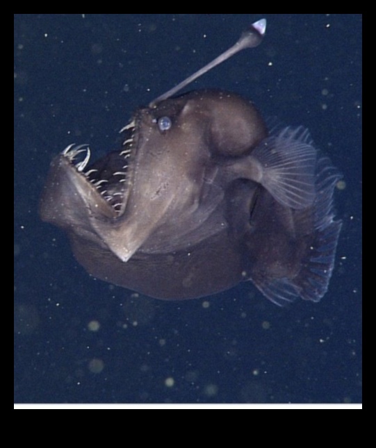 Κάτω από τα κύματα Πώς τα ψάρια προσαρμόζονται σε διαφορετικά βάθη ωκεανών 4 Κάτω από τα κύματα: Πώς τα ψάρια προσαρμόζονται σε διαφορετικά βάθη ωκεανών