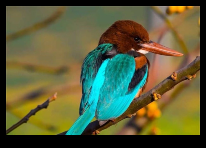 Feathered Friends Continued Birds με αξιοσημείωτες δεξιότητες πλοήγησης 3 Φτερωτοί φίλοι Συνέχεια: Πουλιά με αξιοσημείωτες δεξιότητες πλοήγησης