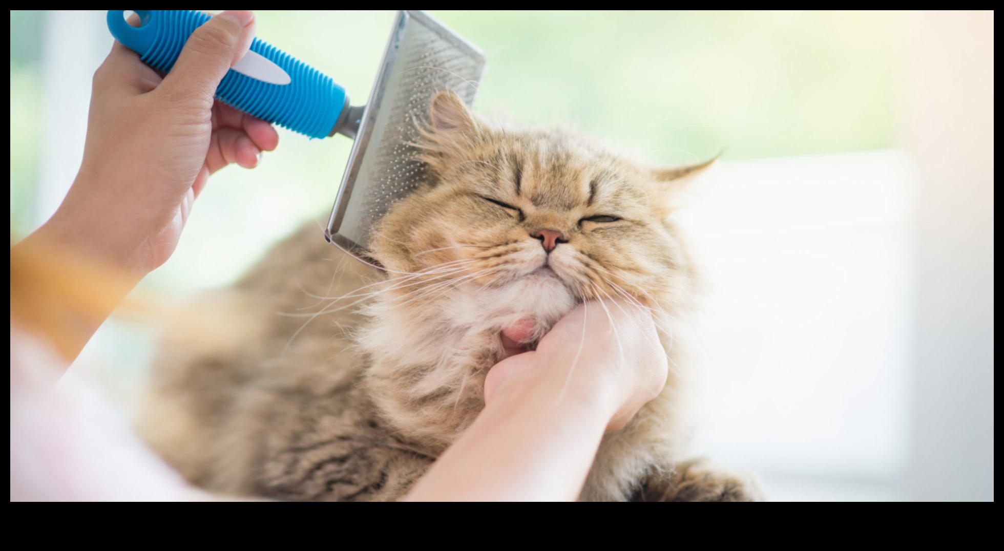 Συμβουλές περιποίησης γκουρού για να διατηρήσετε το τρίχωμα της γάτας σας υγιές και λαμπερό 2 Γκουρού περιποίησης: Συμβουλές για να διατηρήσετε το τρίχωμα της γάτας σας υγιές και λαμπερό