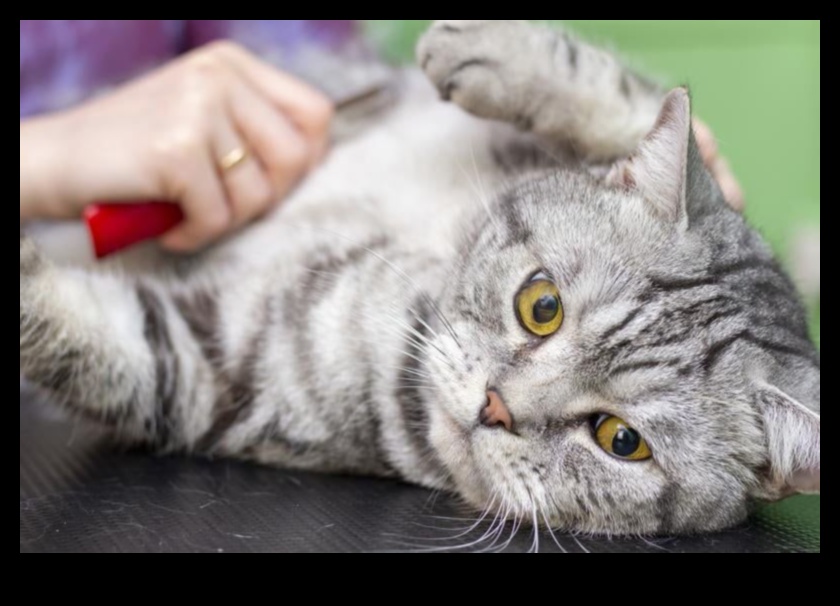 Συμβουλές περιποίησης γκουρού για να διατηρήσετε το τρίχωμα της γάτας σας υγιές και λαμπερό 5 Γκουρού περιποίησης: Συμβουλές για να διατηρήσετε το τρίχωμα της γάτας σας υγιές και λαμπερό