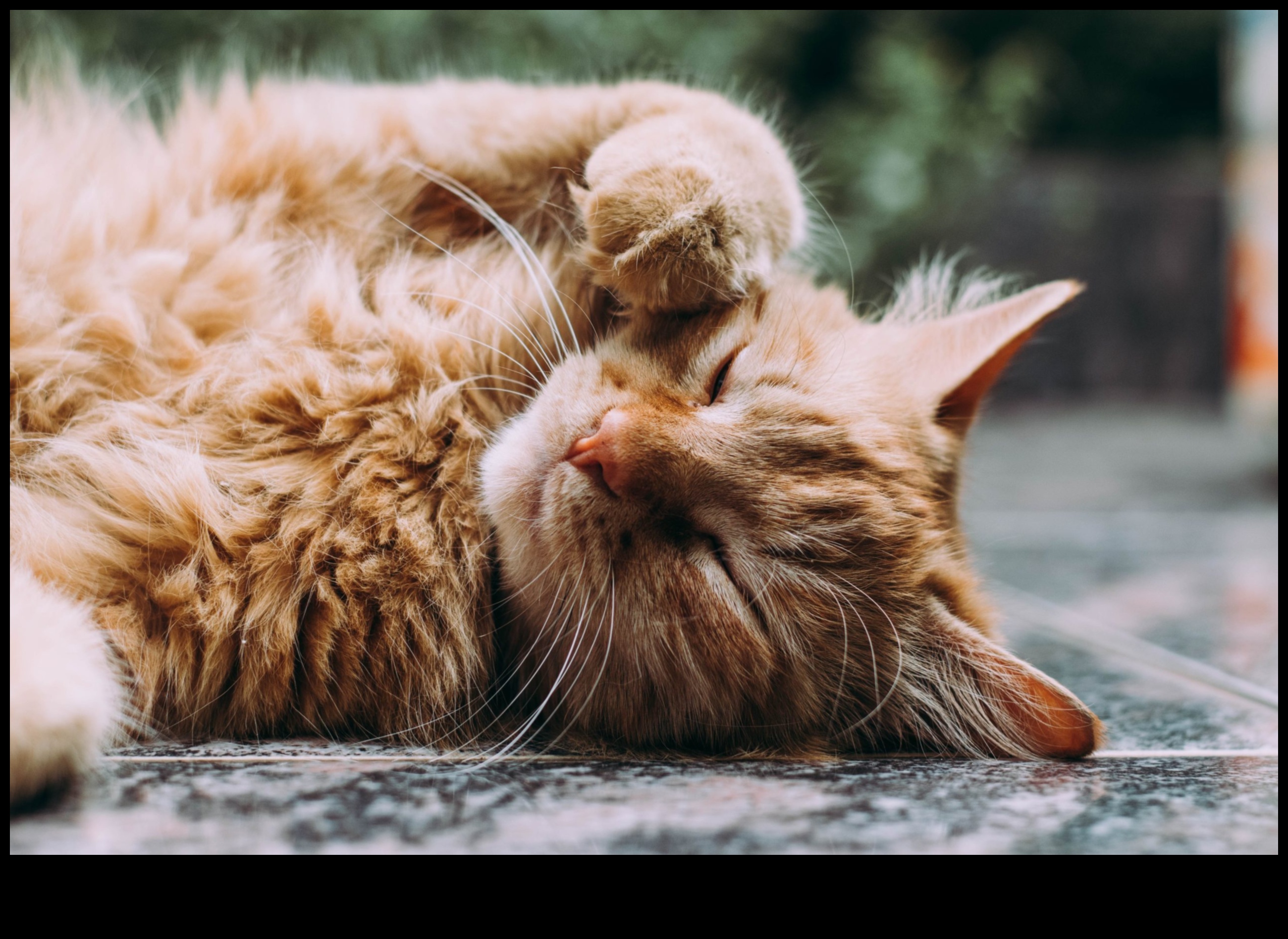 Συμβουλές περιποίησης γκουρού για να διατηρήσετε το τρίχωμα της γάτας σας υγιές και λαμπερό 3 Γκουρού περιποίησης: Συμβουλές για να διατηρήσετε το τρίχωμα της γάτας σας υγιές και λαμπερό