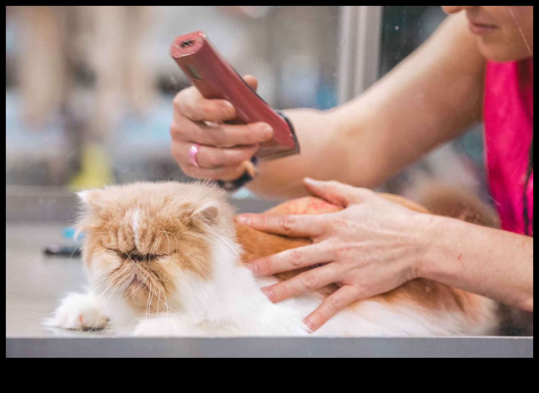 Συμβουλές περιποίησης γκουρού για να διατηρήσετε το τρίχωμα της γάτας σας υγιές και λαμπερό 4 Γκουρού περιποίησης: Συμβουλές για να διατηρήσετε το τρίχωμα της γάτας σας υγιές και λαμπερό