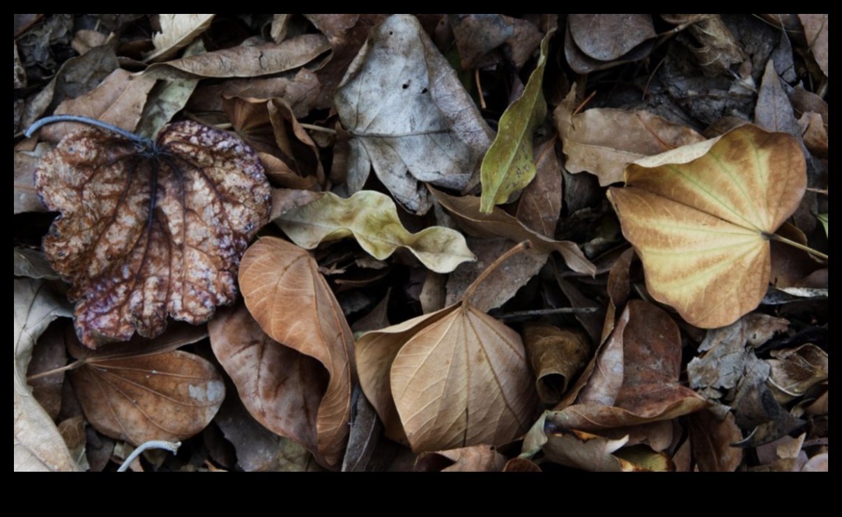 Φθινοπωρινό φύλλωμα Μια οπτική γιορτή 2 Φθινοπωρινή Παλέτα: Θαυμάζοντας τον Πλούτο των Φθινοπωρινών Χρωμάτων
