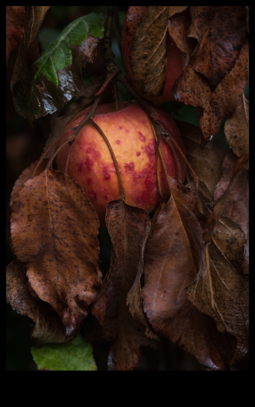 Φθινοπωρινό φύλλωμα Μια οπτική γιορτή 5 Φθινοπωρινή Παλέτα: Θαυμάζοντας τον Πλούτο των Φθινοπωρινών Χρωμάτων