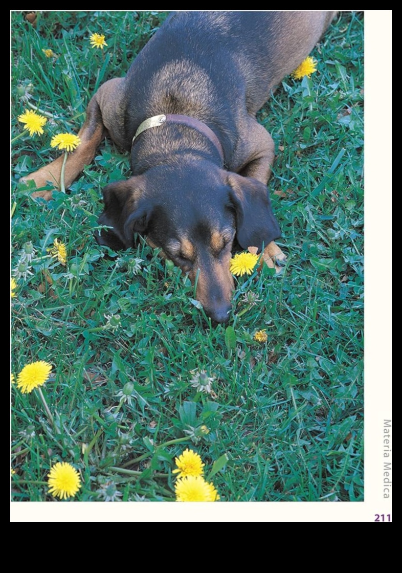 Βότανα Ευτυχία Εξερευνώντας φυσικές θεραπείες για παθήσεις κατοικίδιων ζώων 3 Βότανα Ευτυχία: Εξερευνώντας φυσικές θεραπείες για παθήσεις κατοικίδιων ζώων