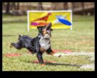 Το Doggy Disc Dash συνεχίζει να ενσωματώνει νέες προκλήσεις Frisbee για κυνικούς αθλητές