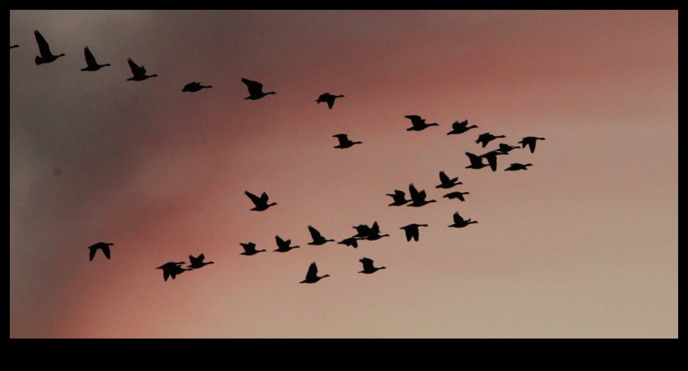 Το Bird Migration Contined Tracking the Lonest Journeys 2 Η μετανάστευση πουλιών συνεχίζεται: Παρακολούθηση των μακρύτερων ταξιδιών