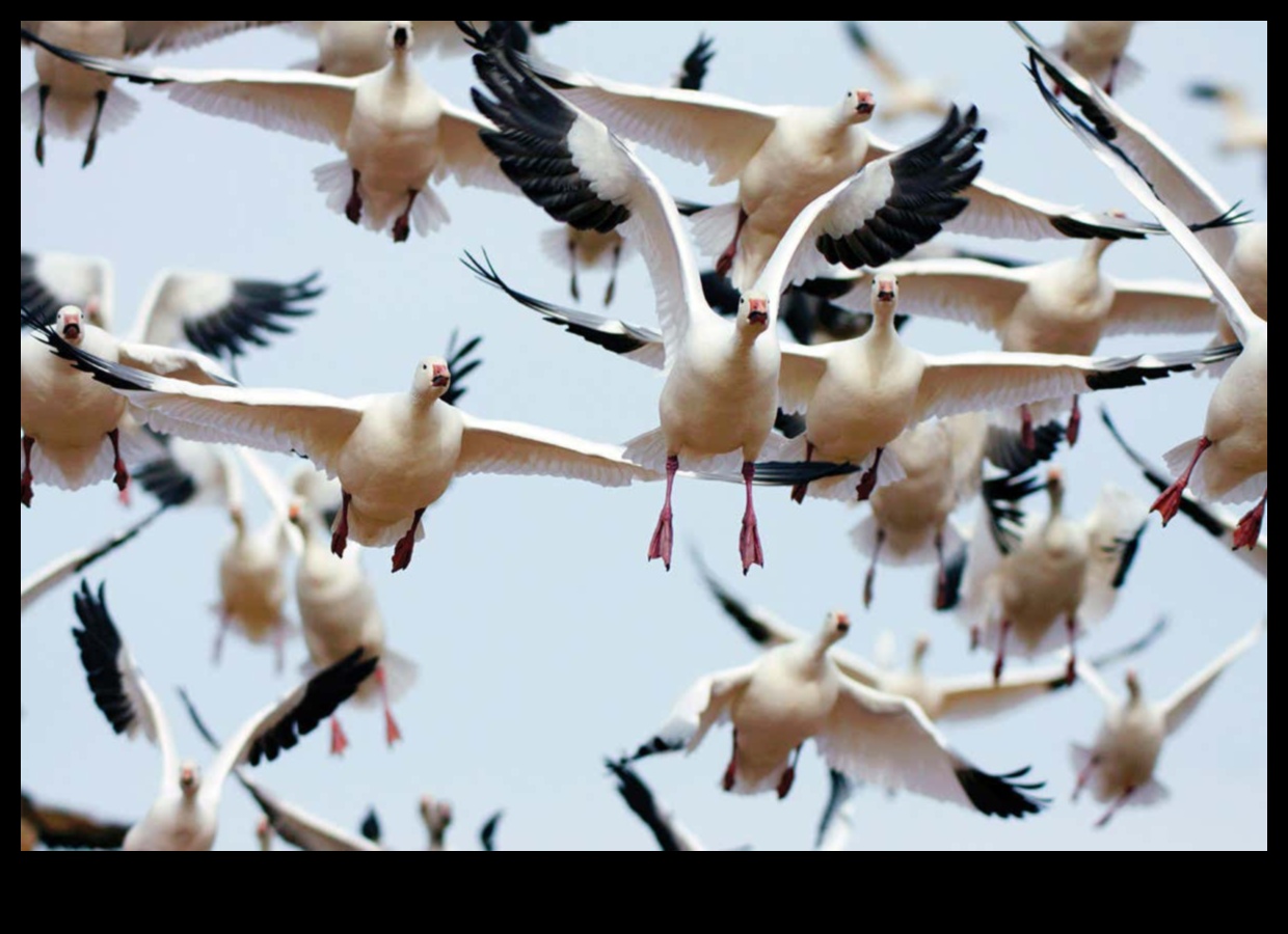 Η μετανάστευση πουλιών συνεχίστηκε παρακολουθώντας τα μακρύτερα ταξίδια 3 Η μετανάστευση πουλιών συνεχίζεται: Παρακολούθηση των μακρύτερων ταξιδιών