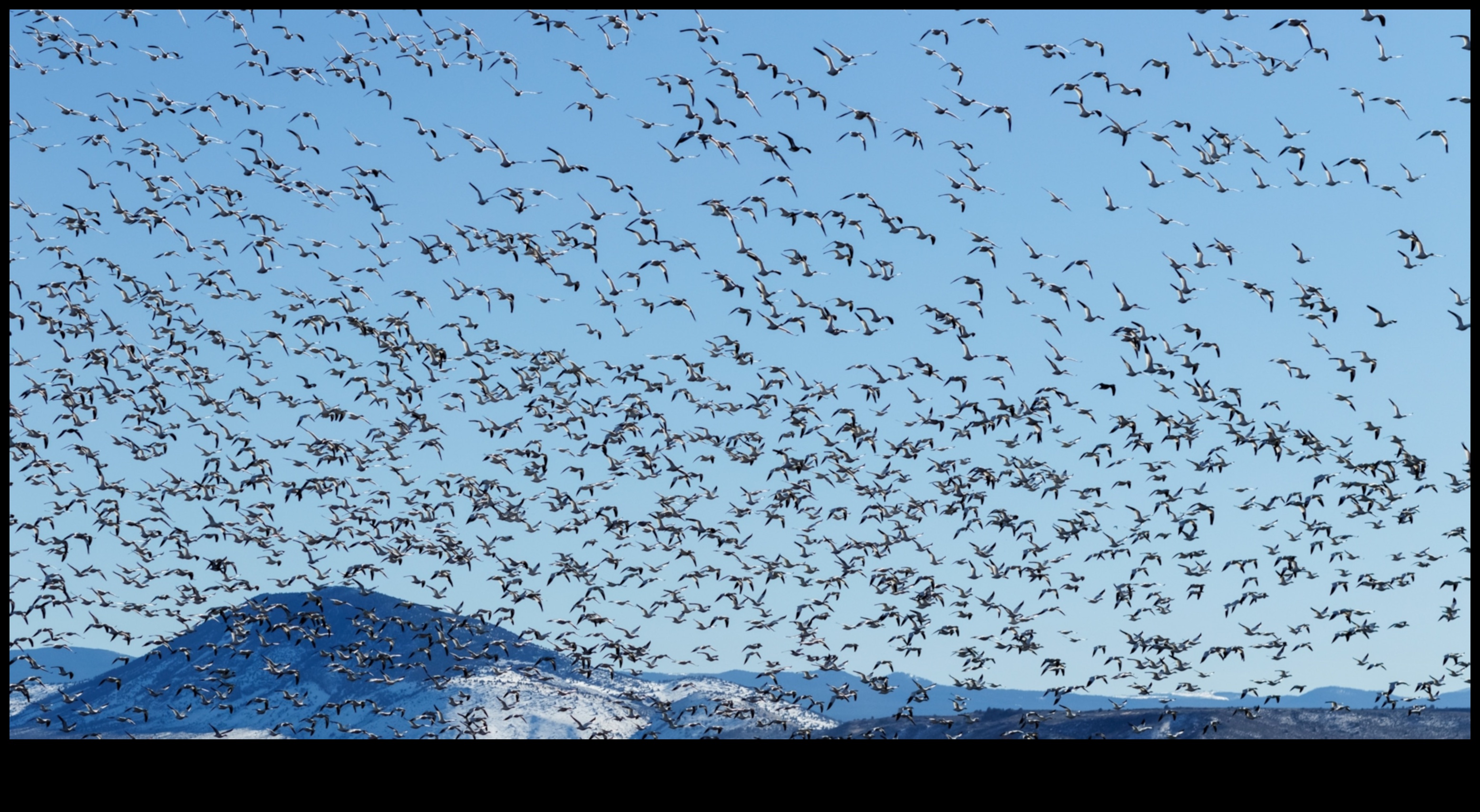 Η μετανάστευση πουλιών συνεχίστηκε παρακολουθώντας τα μακρύτερα ταξίδια 4 Η μετανάστευση πουλιών συνεχίζεται: Παρακολούθηση των μακρύτερων ταξιδιών