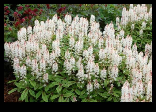 Μια Συμφωνία των Ανοιξιάτικων Λουλουδιών Μια Συμφωνία των Ανοιξιάτικων Λουλουδιών