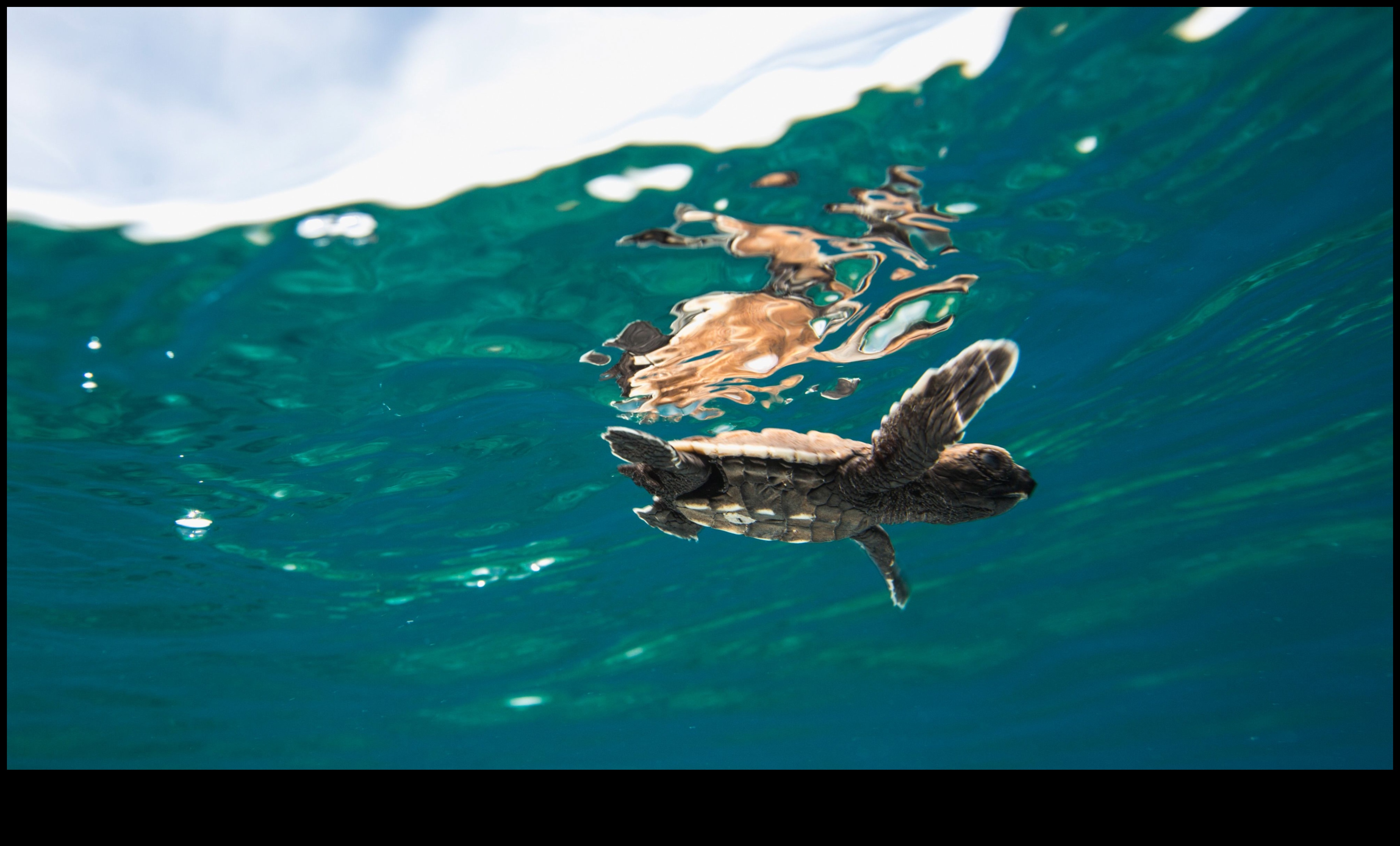 Συνεχιζόμενες καινοτόμες στρατηγικές διατήρησης των ακτών για την προστασία των ωκεανών 4 Συνεχίζεται η προστασία των ακτών: Καινοτόμες στρατηγικές για την προστασία των ωκεανών