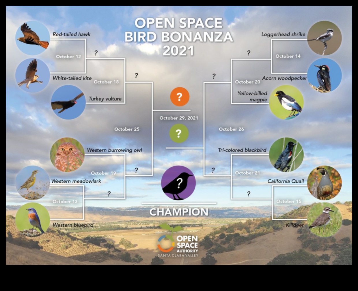 Birdwatching Bonanza που παρέχει ψυχαγωγία για κατοικίδια πουλιά 3 Birdwatching Bonanza: Παροχή ψυχαγωγίας για Pet Birds