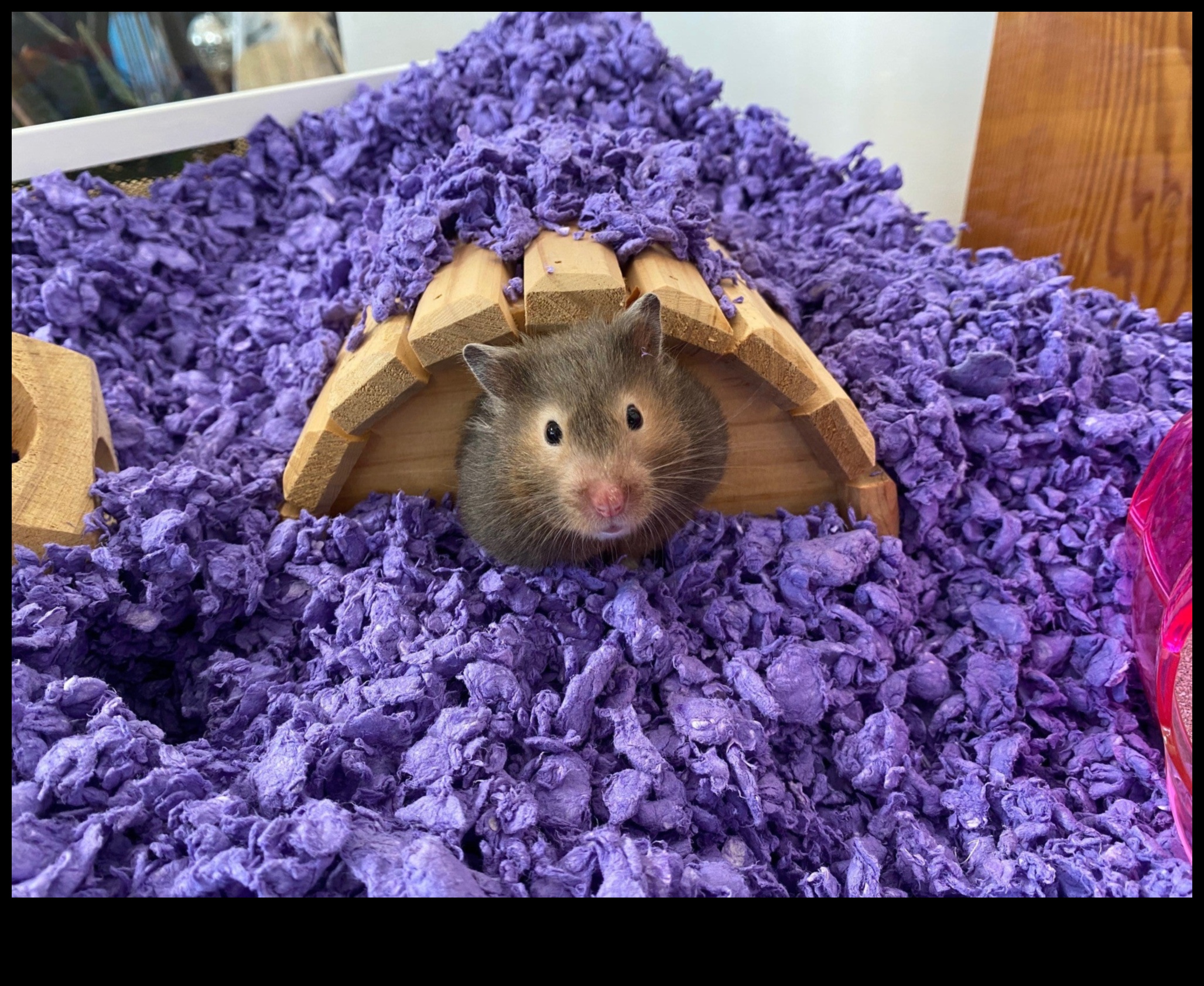 Συμβουλές περιποίησης Pocket Pet Perfection για μικρά τρωκτικά και χάμστερ 5 Pocket Pet Perfection: Συμβουλές φροντίδας για μικρά τρωκτικά και χάμστερ