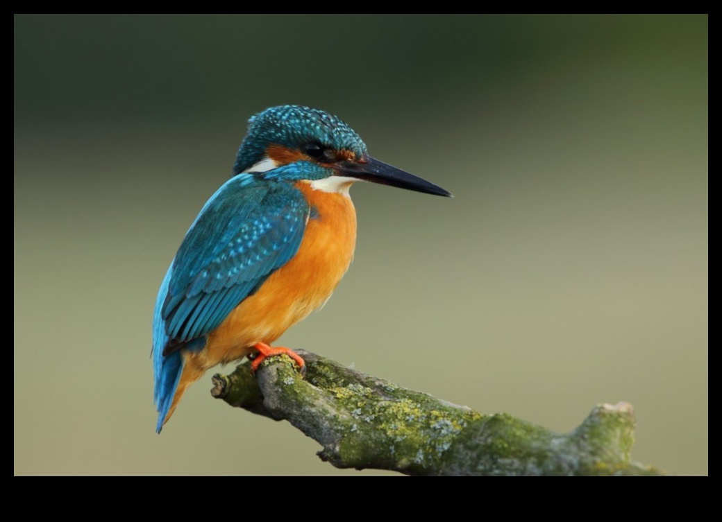 Θεραπευτικά οφέλη Η θεραπευτική δύναμη της παρατήρησης πουλιών 4 Η θεραπευτική δύναμη της παρατήρησης πουλιών: Θεραπευτικά οφέλη