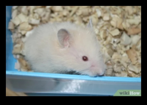 Hamster Playtime Συνεχίστηκε η δημιουργία ασφαλών υπαίθριων χώρων εξερεύνησης 2 Hamster Playtime Continued: Δημιουργία ασφαλών υπαίθριων χώρων εξερεύνησης