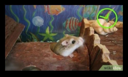 Hamster Playtime Συνεχίστηκε η δημιουργία ασφαλών υπαίθριων χώρων εξερεύνησης 4 Hamster Playtime Continued: Δημιουργία ασφαλών υπαίθριων χώρων εξερεύνησης