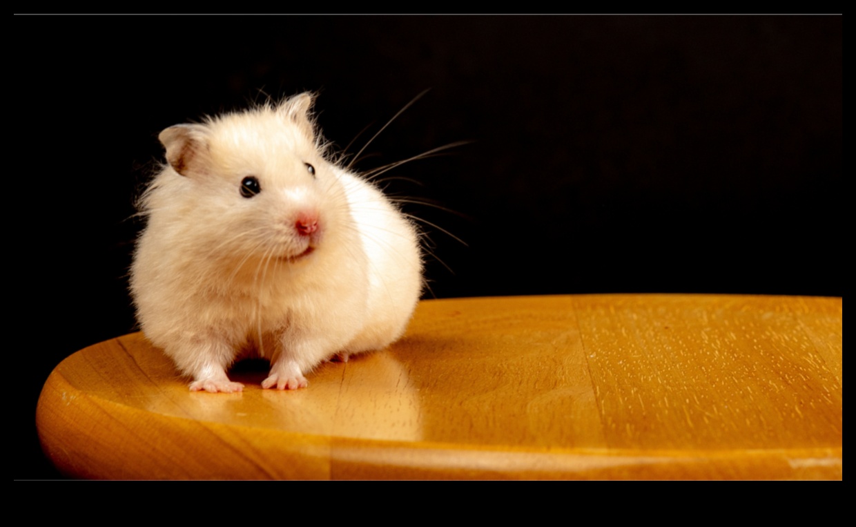 Hamster Playtime Συνεχίστηκε η δημιουργία ασφαλών υπαίθριων χώρων εξερεύνησης 3 Hamster Playtime Continued: Δημιουργία ασφαλών υπαίθριων χώρων εξερεύνησης