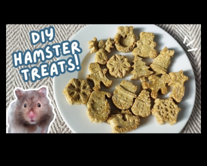 Χάμστερ DIY Treats Συνέχεια: Εξερεύνηση δημιουργικών και υγιεινών συνταγών