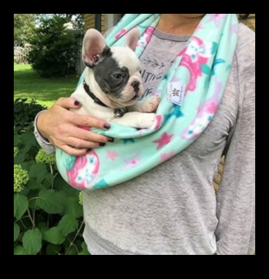 Συμβουλές συγκόλλησης Critter Cuddles για ιδιοκτήτες μικρών ζώων 3 Critter Cuddles: Bonding Tips για ιδιοκτήτες μικρών ζώων