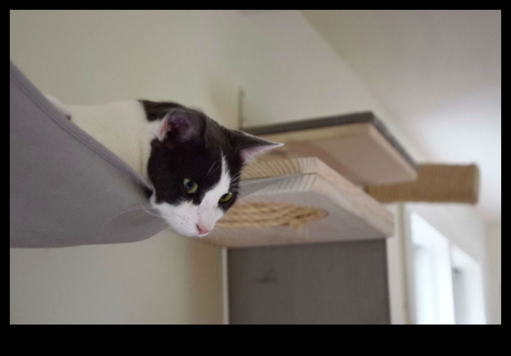 Catwalk Confessions Συμβουλές για κομψούς εσωτερικούς χώρους για σπίτια φιλικά προς τις γάτες 5 Catwalk Confessions: Κομψές συμβουλές διακόσμησης εσωτερικού χώρου για σπίτια φιλικά προς τις γάτες