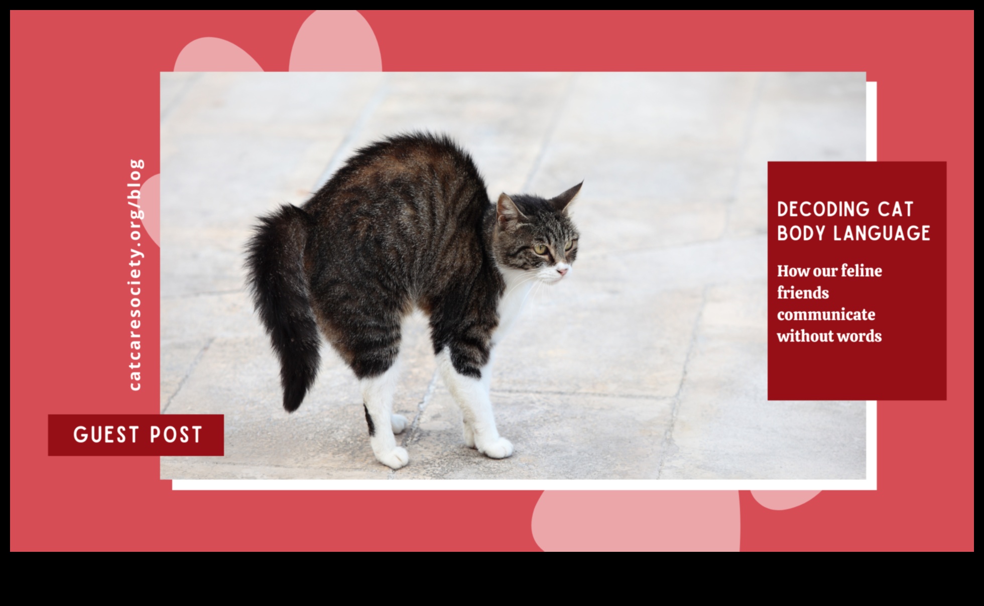 Από τα πόδια έως τα μουστάκια που αποκωδικοποιούν την επικοινωνία γάτας 3 From Paws to Whiskers: Decoding Cat Communication