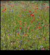 Wildflower Meadow Ένα καταφύγιο για τη φύση