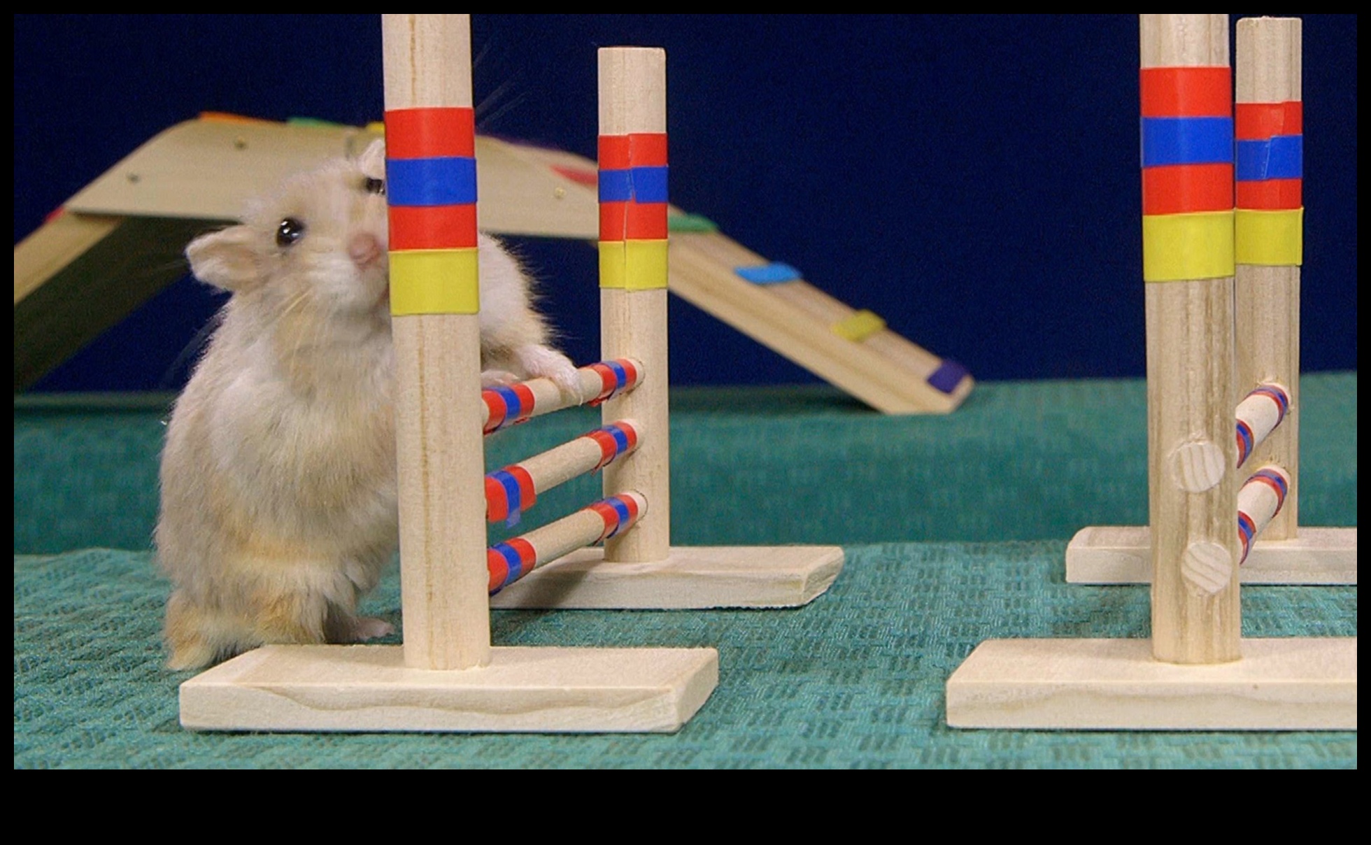 Μαθήματα ευκινησίας Hamster Health Hurdles για ευεξία 5 Hamster Health Hurdles: Agility Courses for Wellness