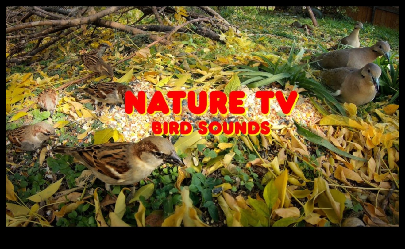 Birdwatching Bonanza που παρέχει ψυχαγωγία για κατοικίδια πουλιά 1 Birdwatching Bonanza: Παροχή ψυχαγωγίας για Pet Birds