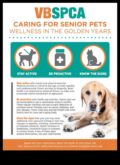 Golden Years Senior Pet Care Strategies for Aging Companions