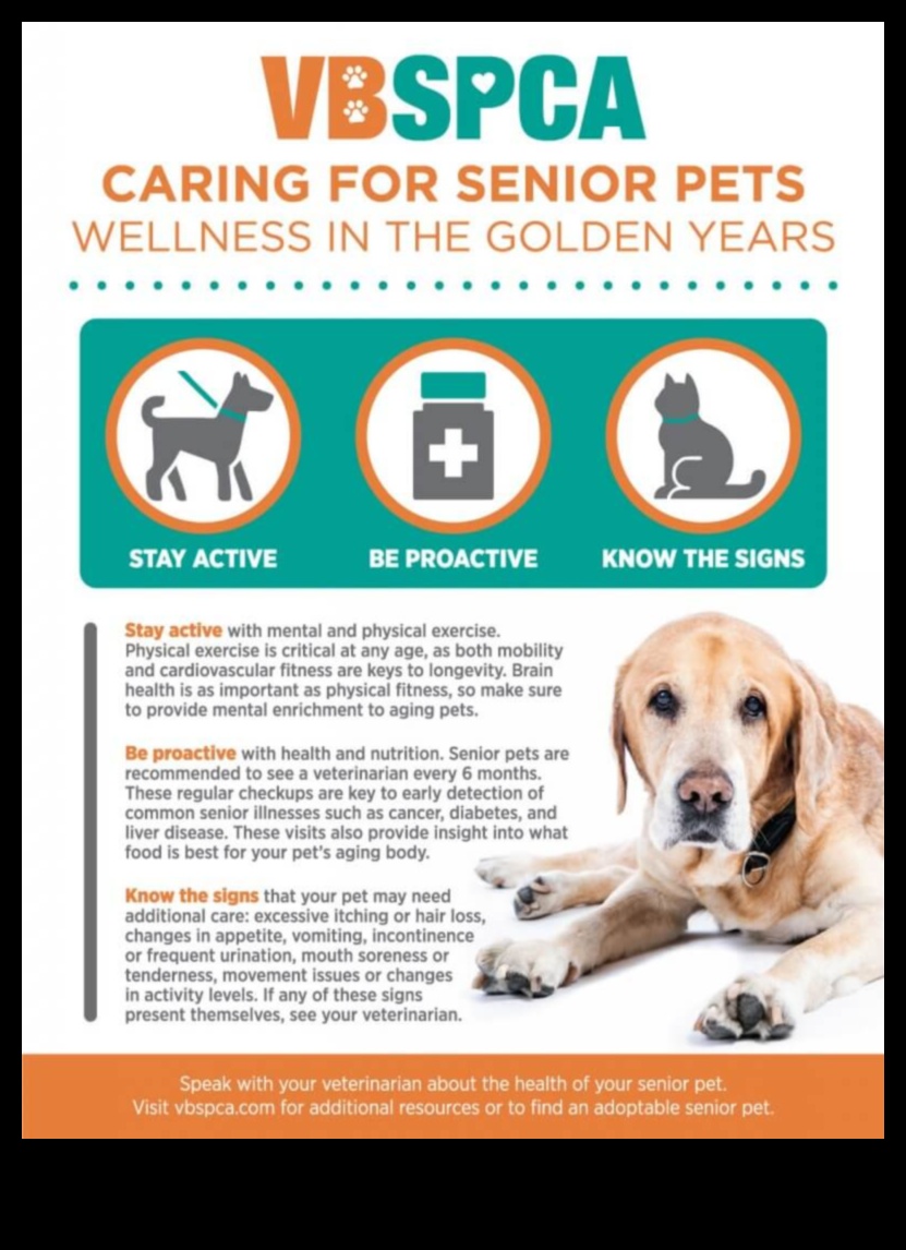 Golden Years: Senior Pet Care Strategies for Aging Companions