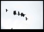 Sky Dancers The Elegance of Birds in Flight Displays