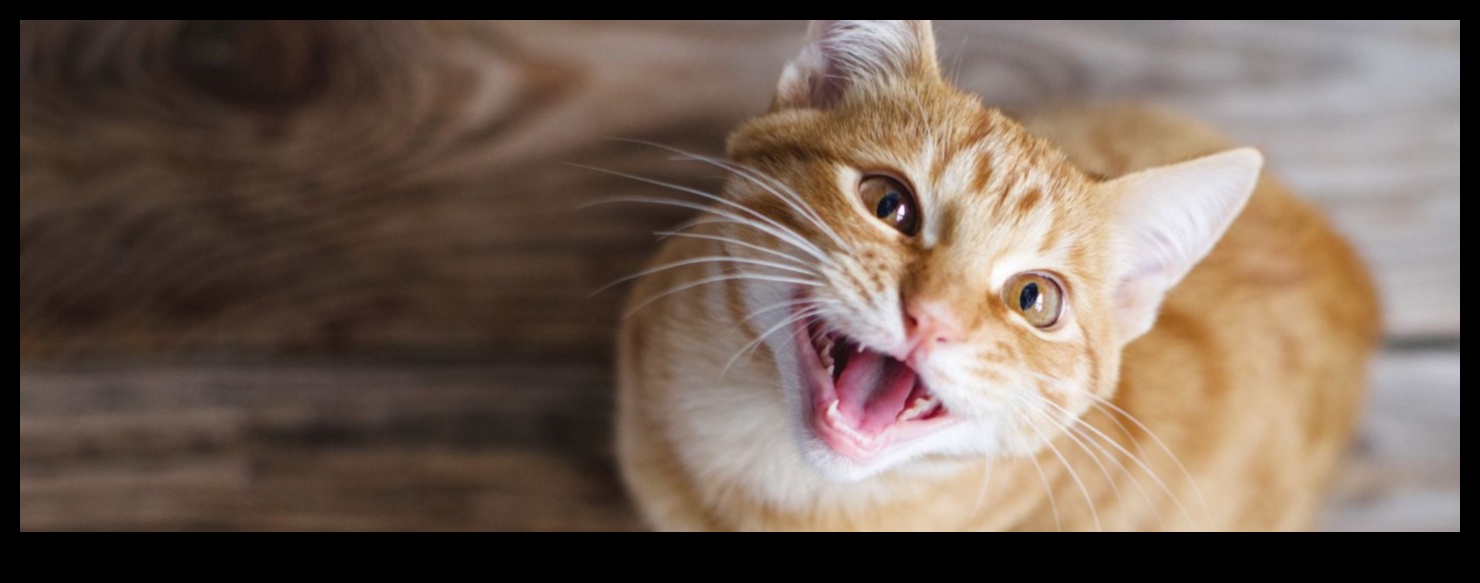 Το νιαούρισμα της γάτας που αποκαλύπτει τα μυστικά των ήχων της γάτας 1 The Cat's Meow: Αποκαλύπτοντας τα μυστικά των ήχων της γάτας